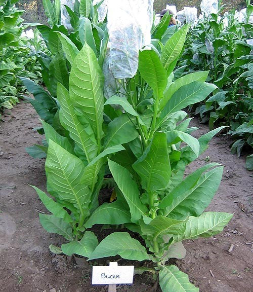 Nicotiana tabacum 'Bucak'