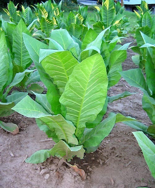 Nicotiana tabacum 'Bucak'