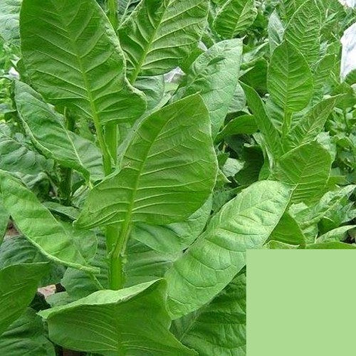 Nicotiana tabacum 'Bursa'