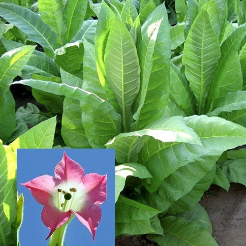 Nicotiana tabacum 'Catterton'
