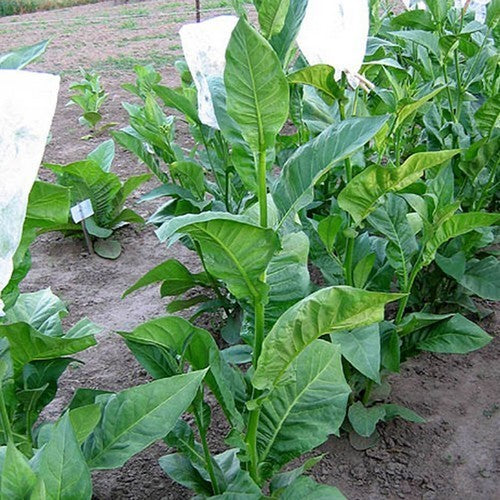 Nicotiana tabacum 'Cuban Criollo 98'