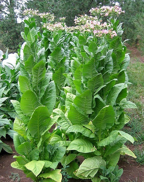 Nicotiana tabacum 'African (Cherry) Red'