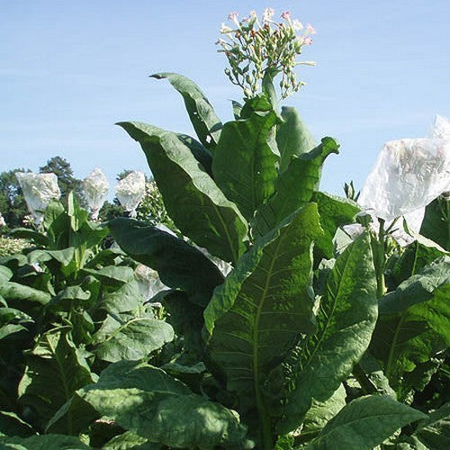 Nicotiana tabacum 'Florida Sumatra'