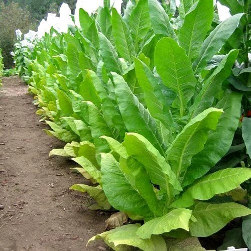 Nicotiana tabacum 'Golden Burley'