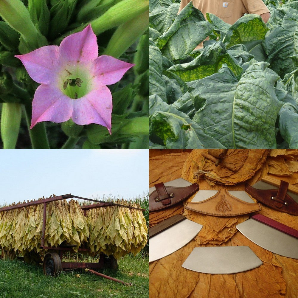 Nicotiana tabacum 'Burley 21' / 'Burley 64'