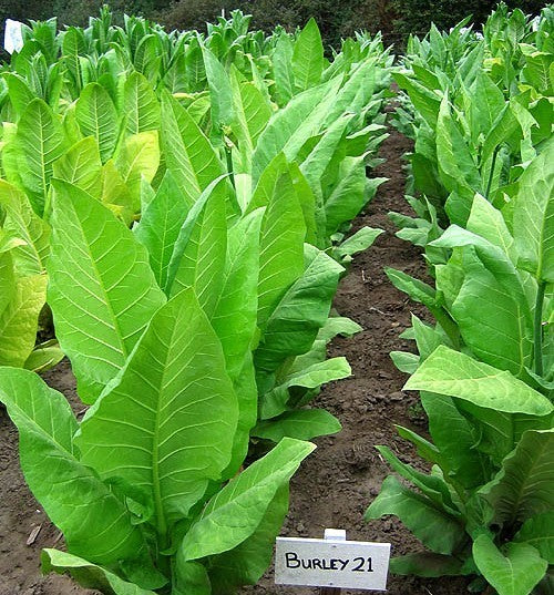 Nicotiana tabacum 'Burley 21' / 'Burley 64'