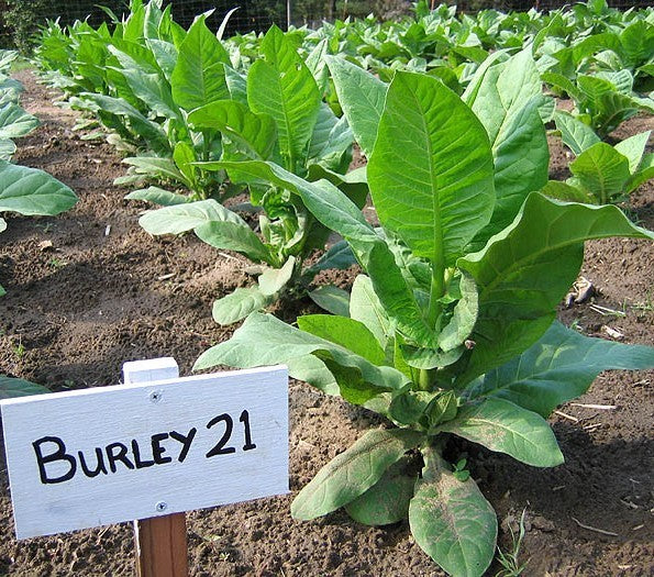 Nicotiana tabacum 'Burley 21' / 'Burley 64'