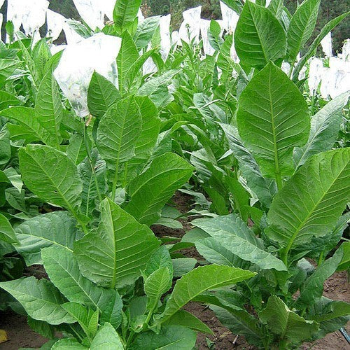 Nicotiana tabacum 'Habano 2000'