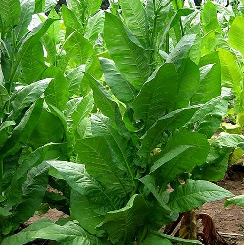 Nicotiana tabacum 'Havana 608'