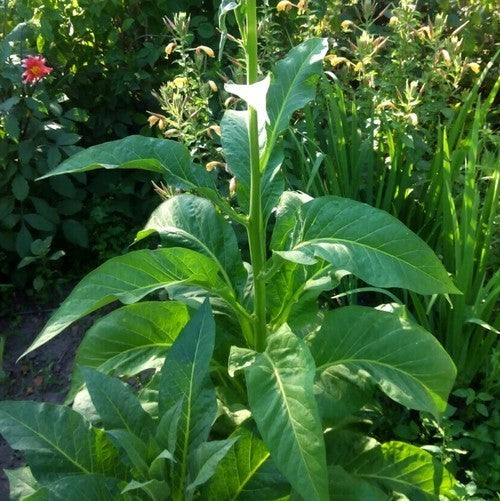 Nicotiana tabacum 'Japan 8'