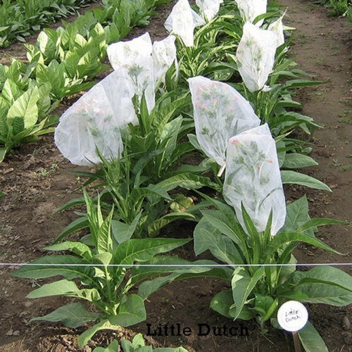 Nicotiana tabacum 'Little Dutch'