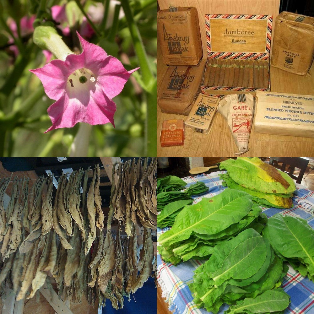 Nicotiana tabacum 'Nummer 25'