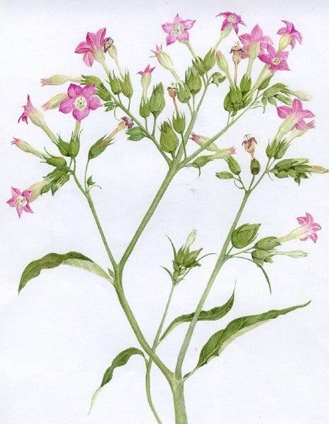 Nicotiana tabacum 'Nummer 25'