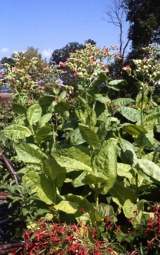 Nicotiana tabacum 'Nummer 25'