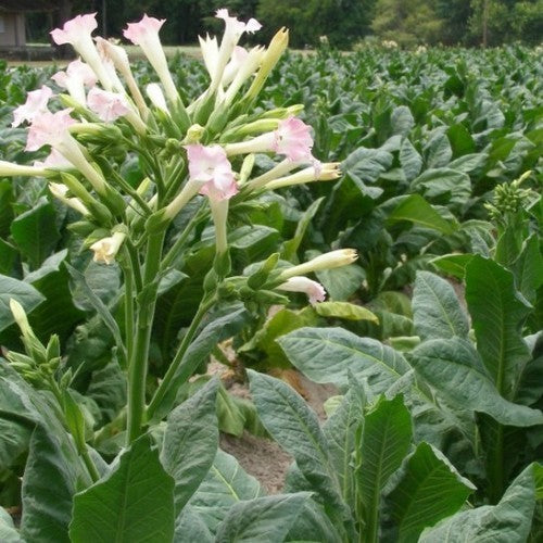 Nicotiana tabacum 'Nummer 25'