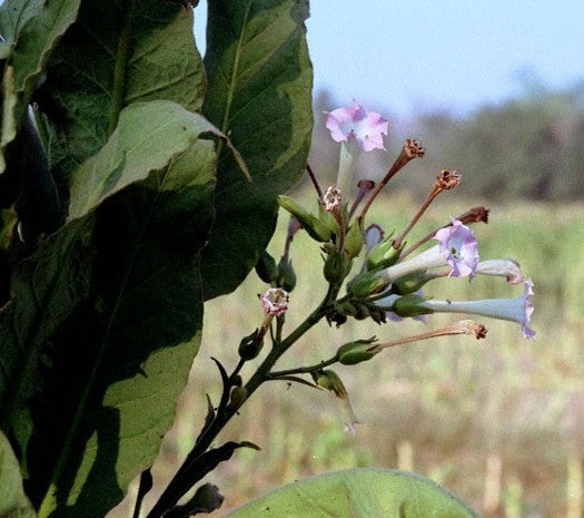 Nicotiana tabacum 'Nummer 25'