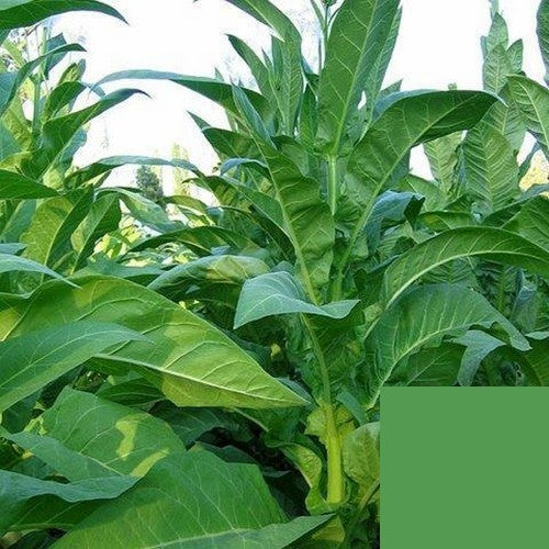 Nicotiana tabacum 'Ohio Dutch'