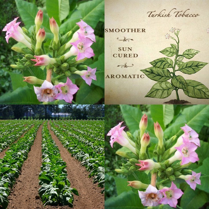 Nicotiana tabacum 'Orient'