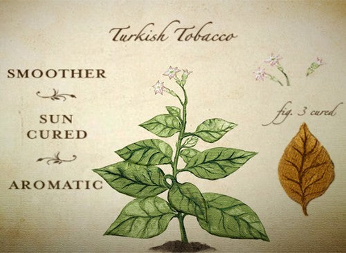 Nicotiana tabacum 'Orient'