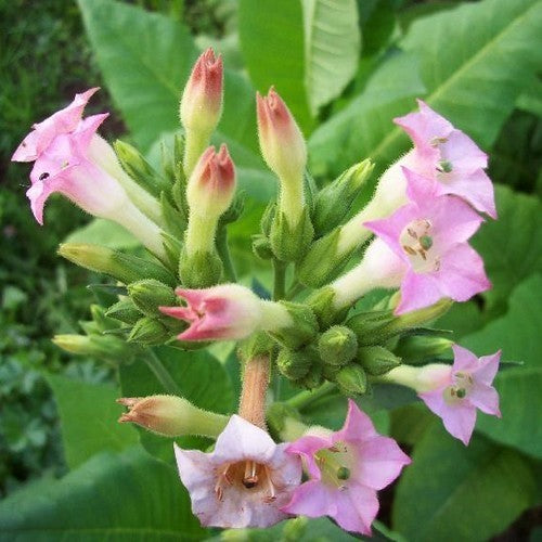 Nicotiana tabacum 'Orient'