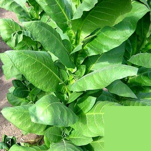 Nicotiana tabacum 'Ozbas Izmir'