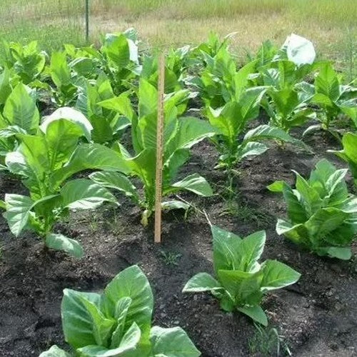 Nicotiana tabacum 'Paris Wrapper'