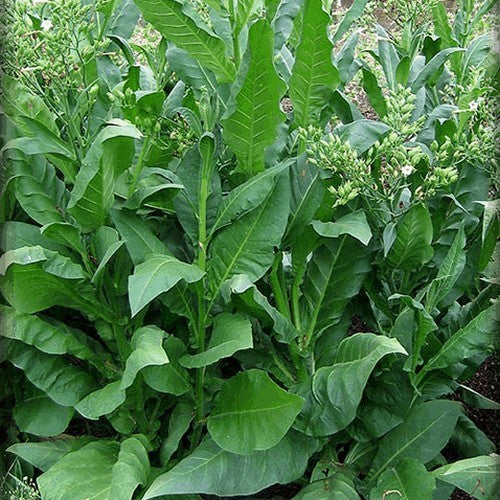 Nicotiana tabacum 'Pergeu Brazil'