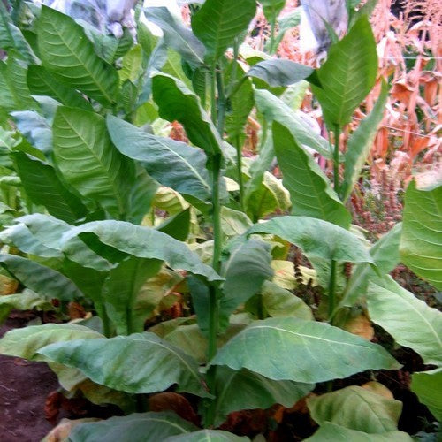 Nicotiana tabacum 'Piloto Cubano'