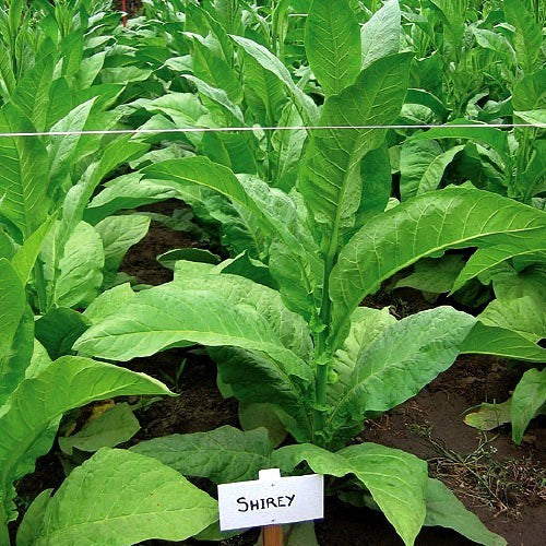 Nicotiana tabacum 'Shirey'