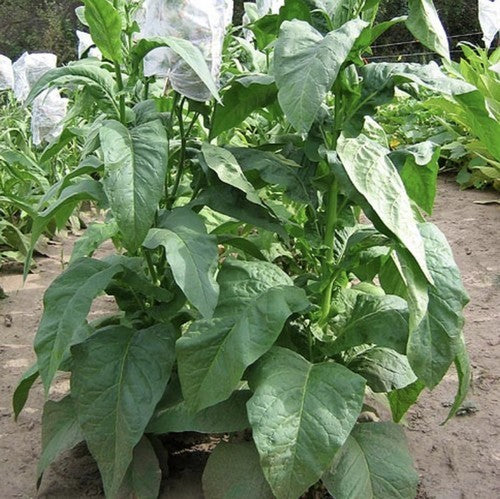 Nicotiana tabacum 'Small Stalk Black Mammoth'