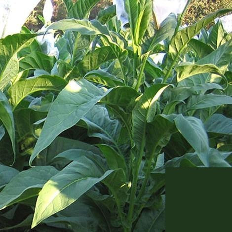Nicotiana tabacum 'Tennessee Red Leaf'