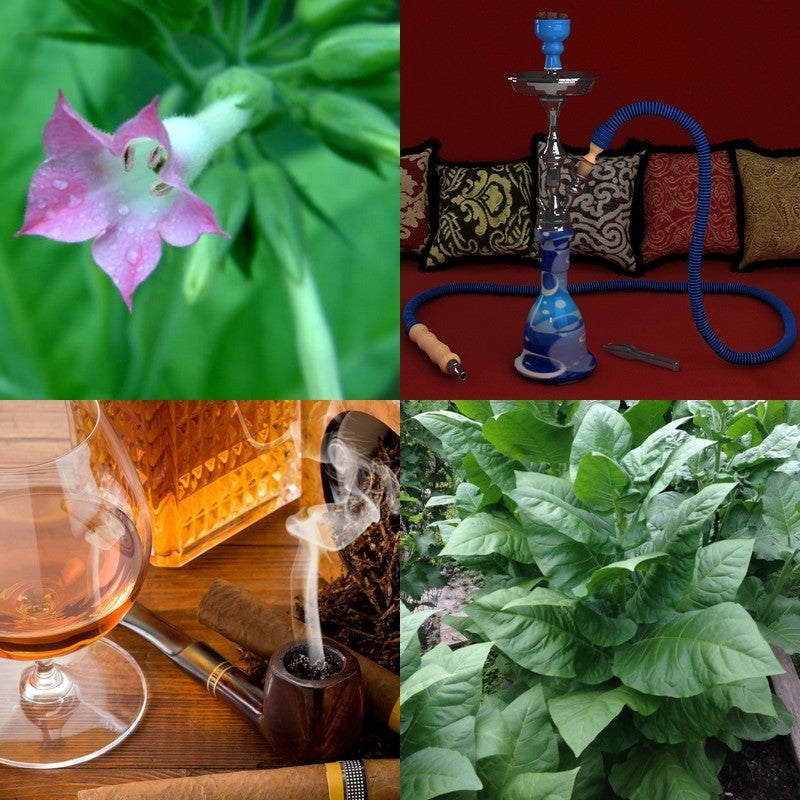 Nicotiana tabacum 'Virginia 509'