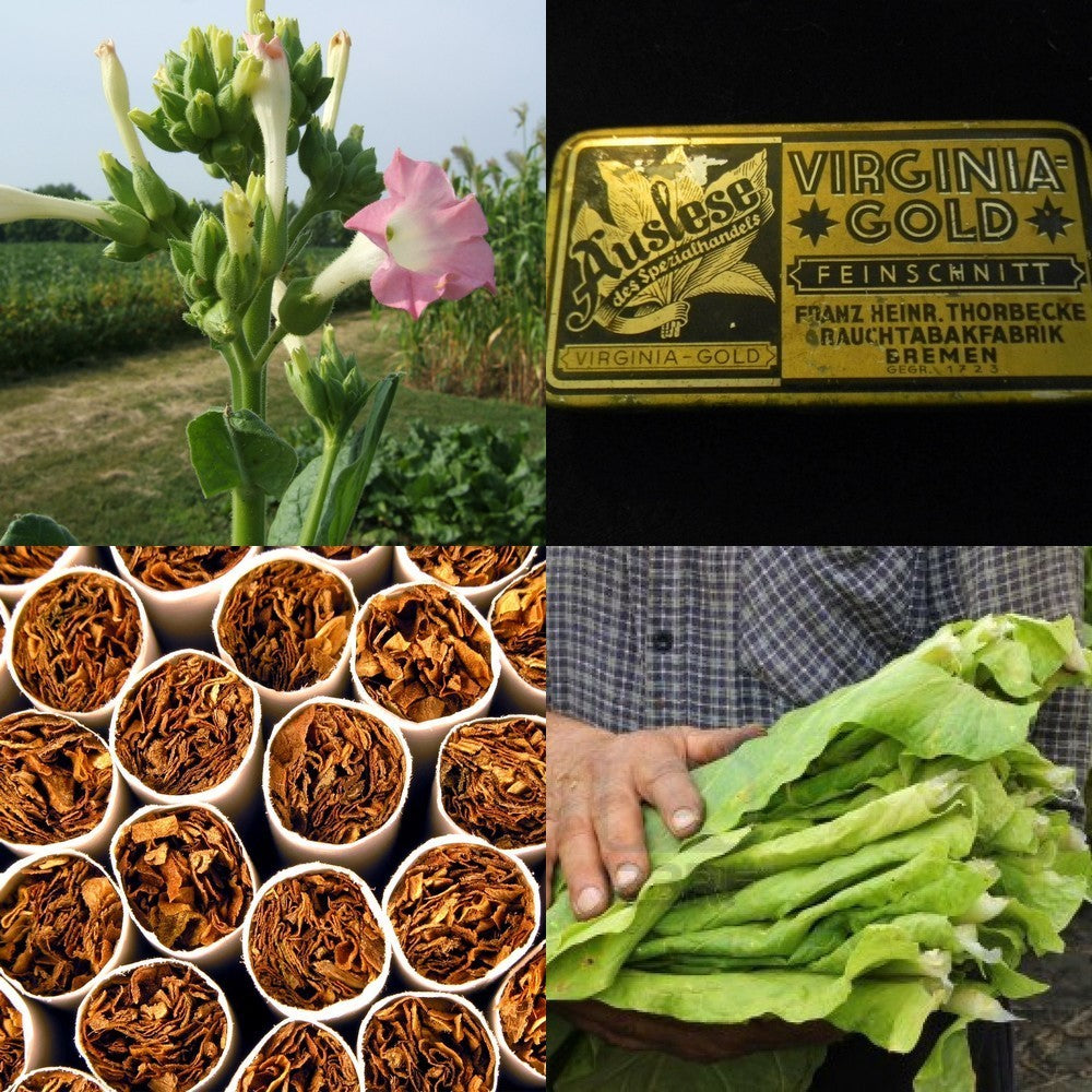 Nicotiana tabacum 'Virginia Gold' / 'Virginia 116'