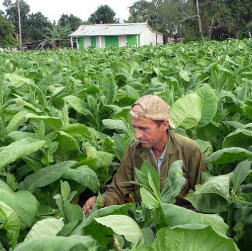 Nicotiana tabacum 'Vuelta Abajo'