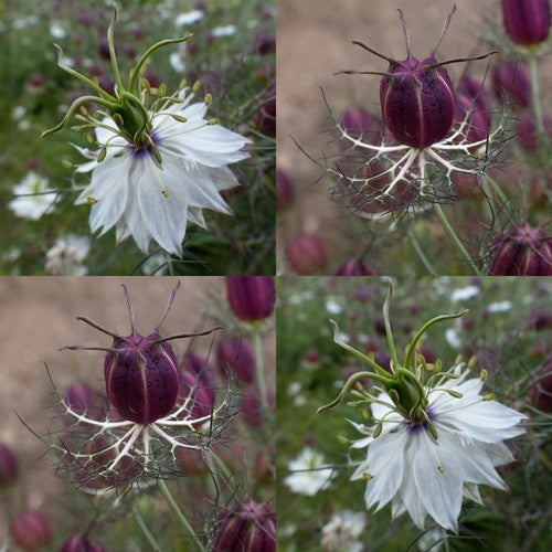 Nigella damascena 'Albion Black Pod'
