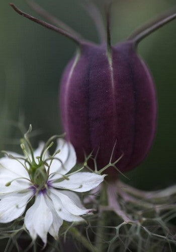 Nigella damascena 'Albion Black Pod'