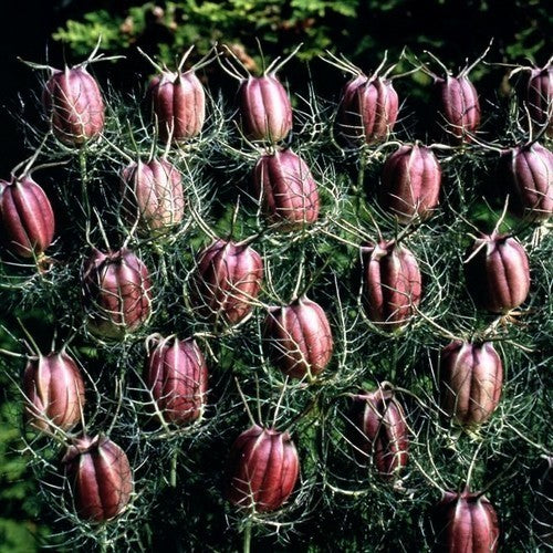 Nigella damascena 'Albion Black Pod'