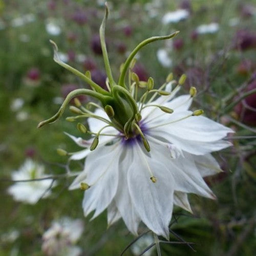 Nigella damascena 'Albion Black Pod'