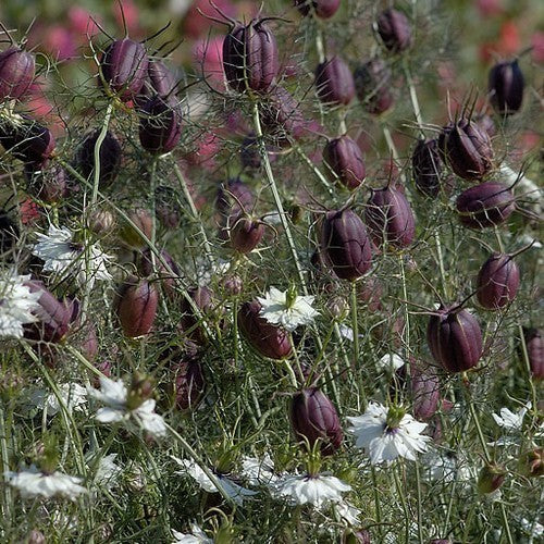 Nigella damascena 'Albion Black Pod'