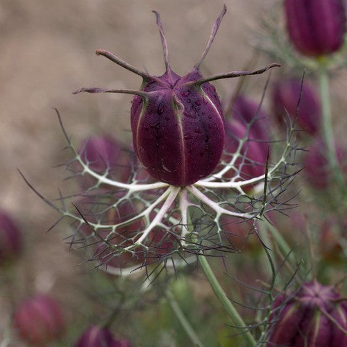 Nigella damascena 'Albion Black Pod'