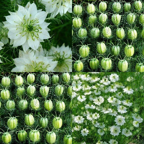 Nigella damascena 'Albion Green Pod'