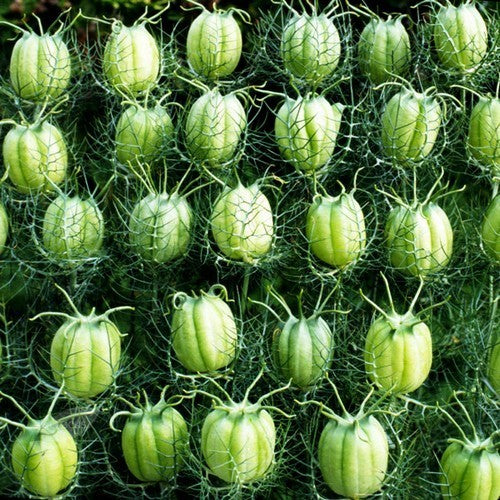 Nigella damascena 'Albion Green Pod'