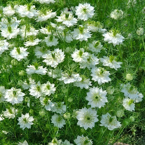 Nigella damascena 'Albion Green Pod'