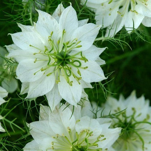 Nigella damascena 'Albion Green Pod'