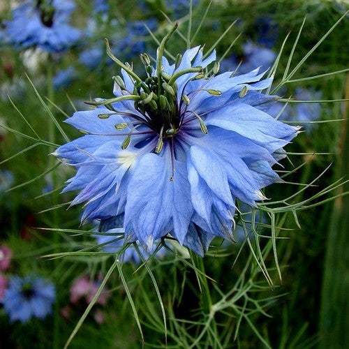 Nigella damascena 'Miss Jekyll Light Blue'