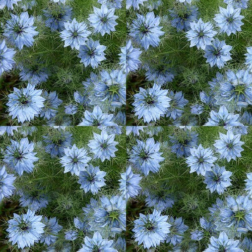 Nigella damascena 'Miss Jekyll Light Blue'