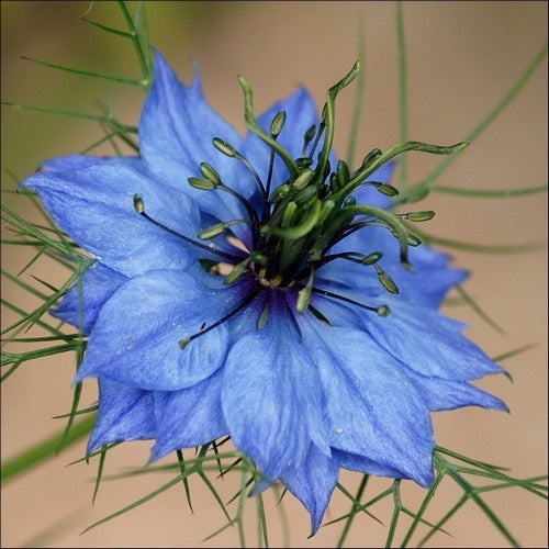 Nigella damascena 'Miss Jekyll Light Blue'