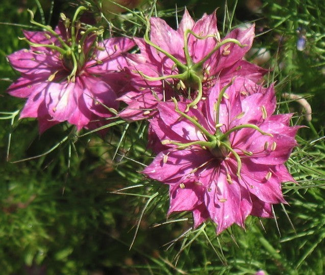 Nigella damascena 'Mulberry Rose' / 'Persian Rose'