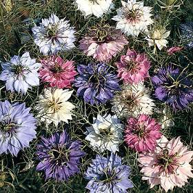 Nigella damascena 'Persian Jewels Mixed'