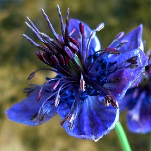 Nigella hispanica
